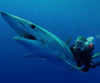 Scuba Diving Sharks Hermanus South Africa