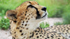 Cheetah Tour in Hoedspruit near Kruger, Limpopo, South Africa)