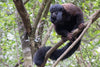 Primate Sanctuary Visit Garden Route, South Africa