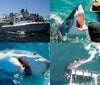 Great White Shark Diving South Africa