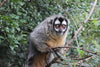 Primate Sanctuary Visit Garden Route, South Africa
