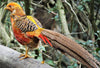 Bird Sanctuary Visit Garden Route, South Africa