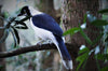 Bird Sanctuary Visit Garden Route, South Africa