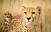 Cheetah Tour in Somerset West, Cape Town (Western Cape, South Africa)