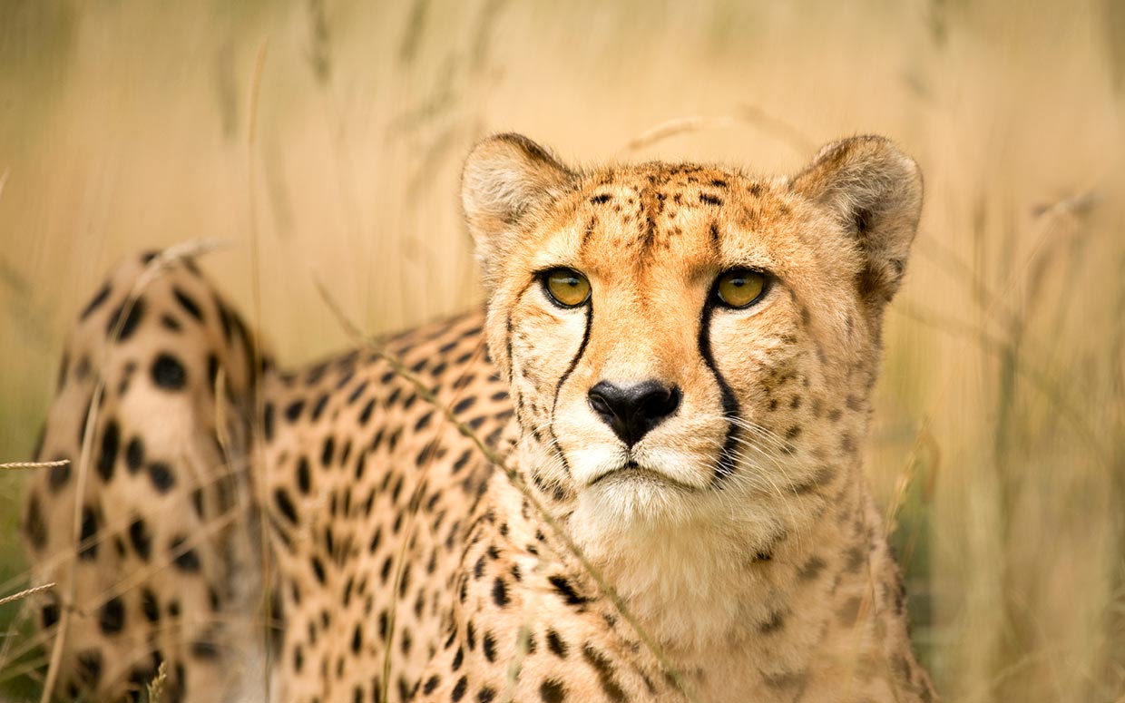 Cheetah Tour in Cape Town, Western Cape, South Africa Tours Africa