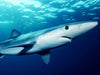Free Dive With Sharks In Plettenberg Bay