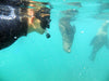 Snorkel With Seals, Garden Route, South Africa