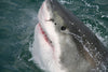 Great White Shark Diving Gaansbaai