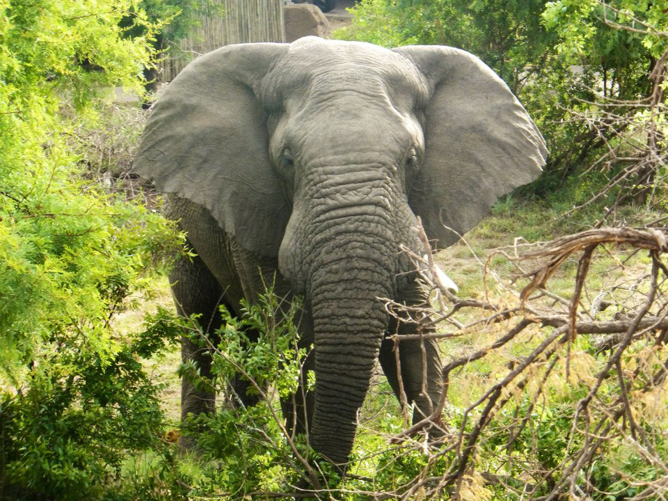 Isinkwe Lodge - Tours Africa
