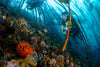 Scuba Dive Cape Town South Africa