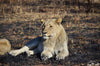Lioness in the Pilanesberg