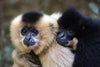 Primates South Africa