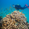 Mozambique and Kruger Diving Tour