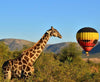 Hot Air Balloon Wildlife Safari