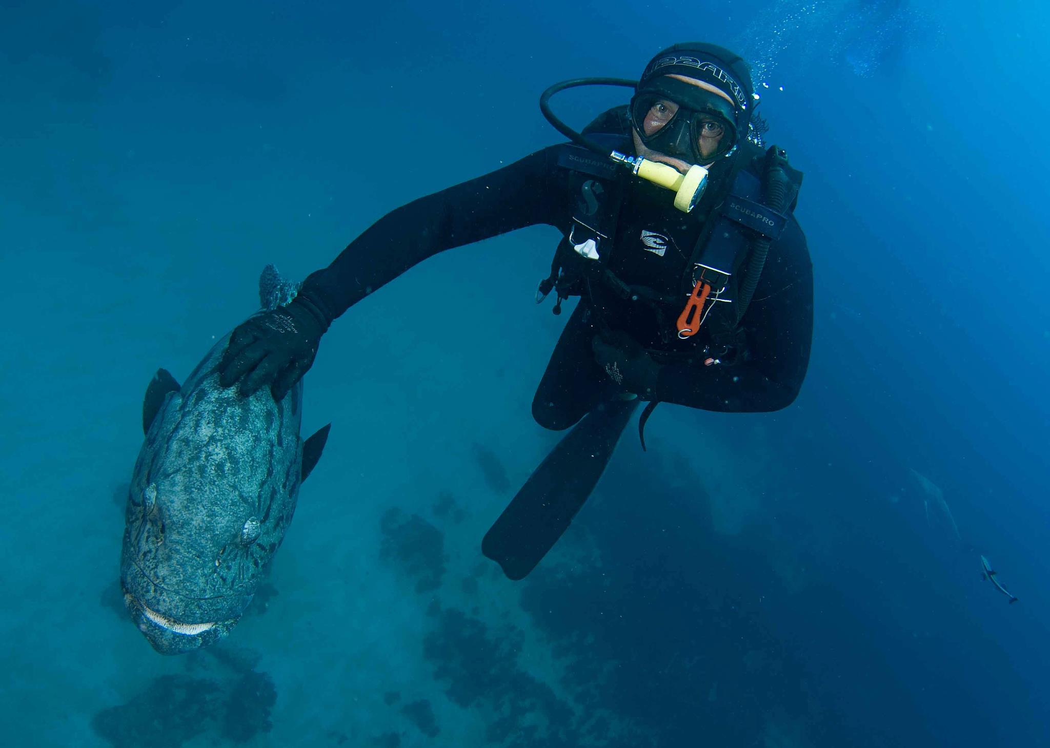 Scuba Diving Hermanus South Africa Tours Africa Scuba Diving Hermanus South Africa Tours Africa