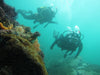 Scuba Dive in Storms River, South Africa