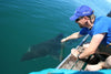 Great White Shark Diving Gaansbaai
