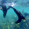 Snorkel With Seals in Hout Bay, Cape Town (Western Cape, South Africa)