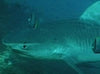 Shark Diving KwaZulu Natal