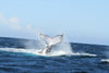 Whale Watching Plettenberg Bay Garden Route