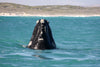 Eco Marine Safari and Whale Watching 